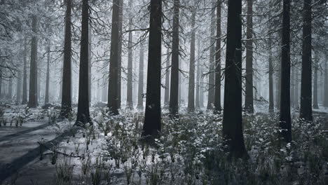 frozen-winter-forest-in-the-fog